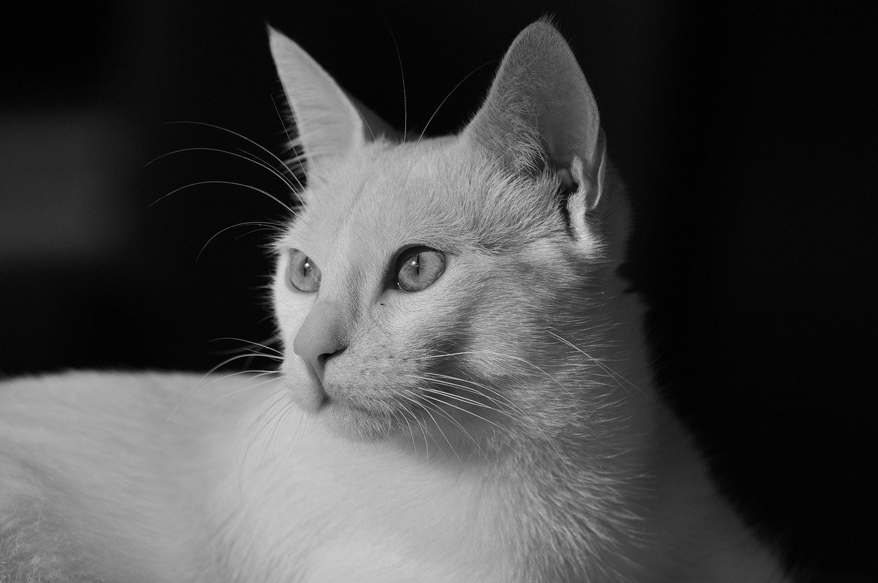 Converted black and white photo of a white cat