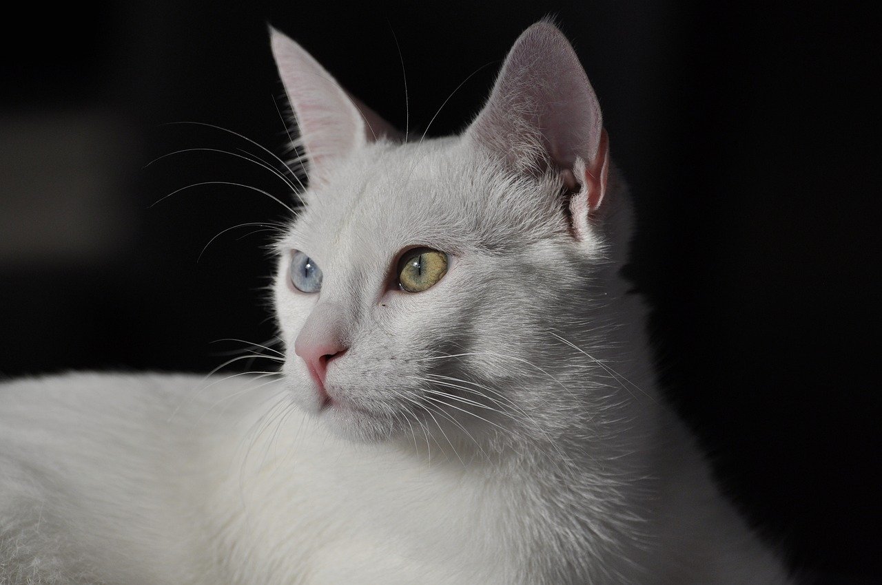 Original color photo of a white cat